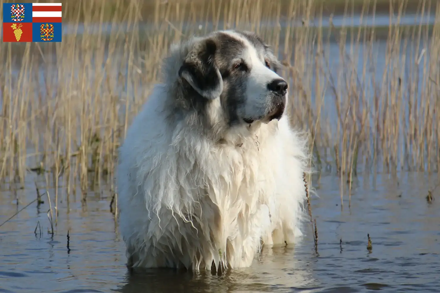 Read more about the article Mastín del Pirineo breeders and puppies in South Moravia