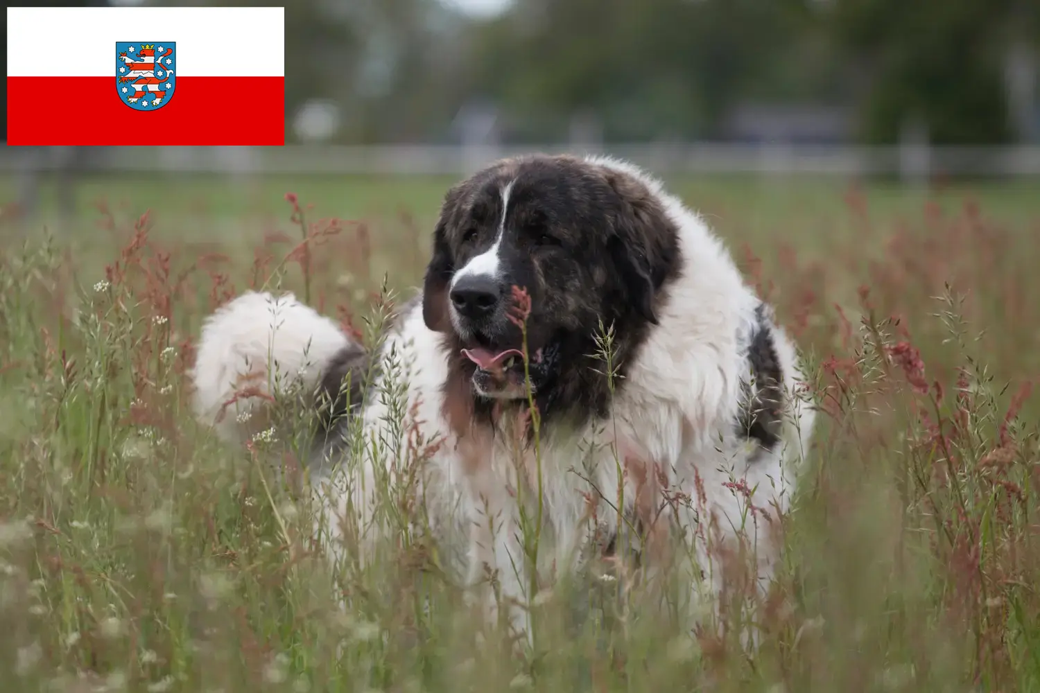 Read more about the article Mastín del Pirineo breeders and puppies in Thuringia