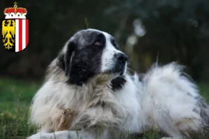 Read more about the article Mastín del Pirineo breeders and puppies in Upper Austria