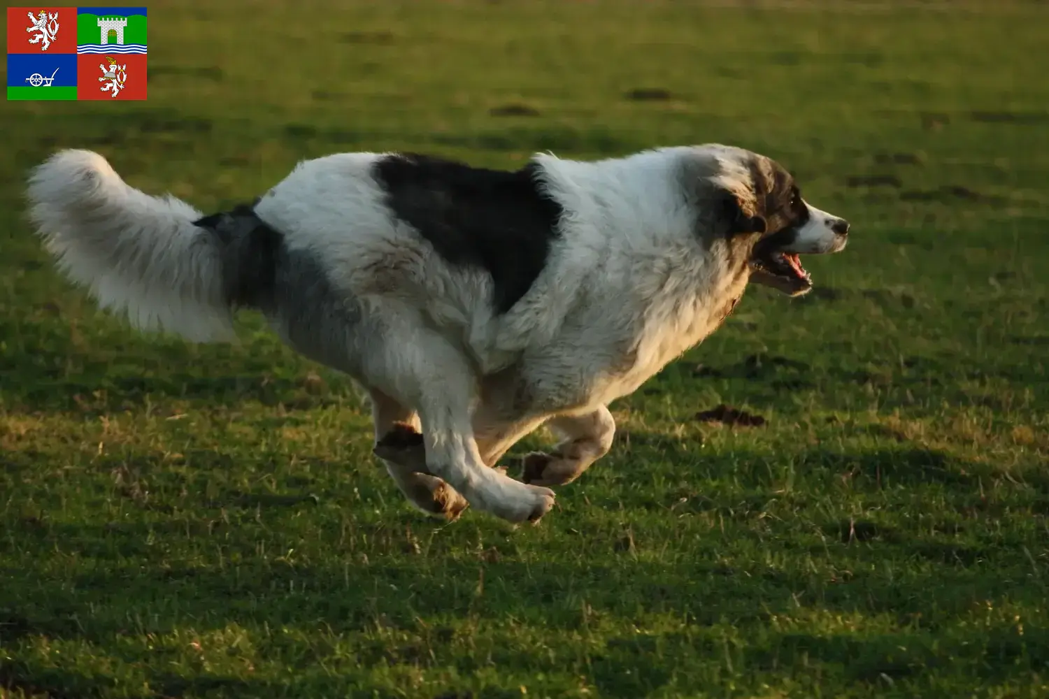 Read more about the article Mastín del Pirineo breeders and puppies in Ústí