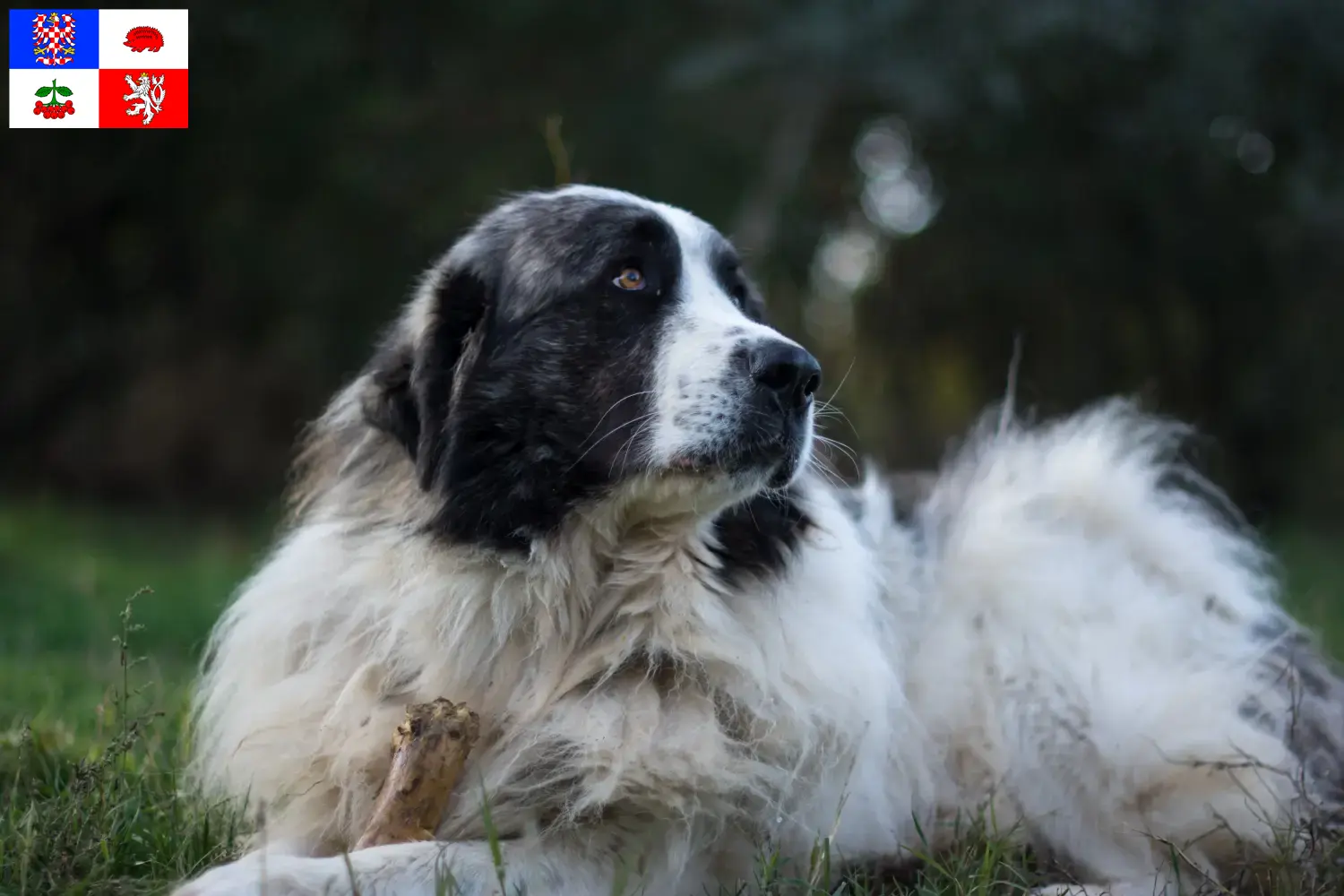 Read more about the article Mastín del Pirineo breeders and puppies in Vysočina