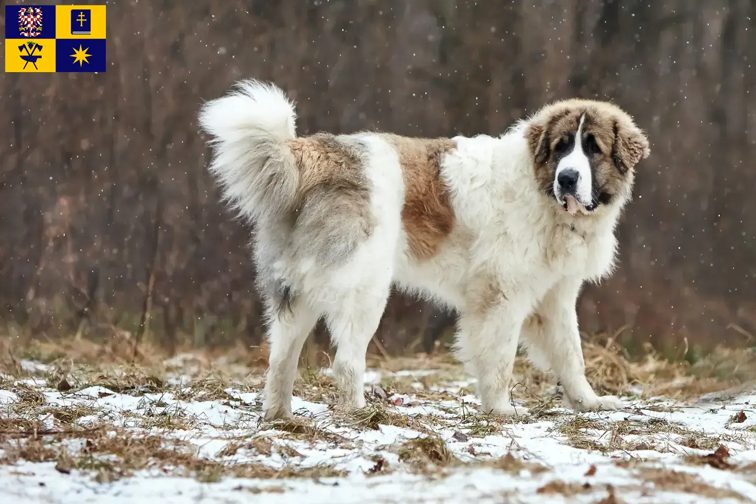 Read more about the article Mastín del Pirineo breeders and puppies in Zlín