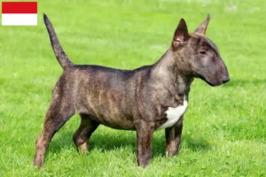 Read more about the article Miniature Bull Terrier breeders and puppies in Vienna