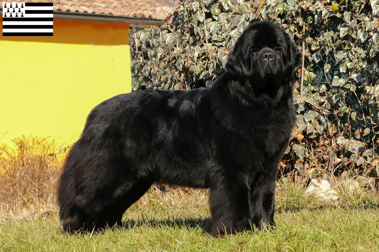 Read more about the article Newfoundland breeders and puppies in Brittany