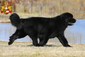 Read more about the article Newfoundland breeders and puppies in Carinthia