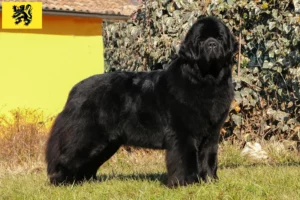 Read more about the article Newfoundland breeders and puppies in Flanders