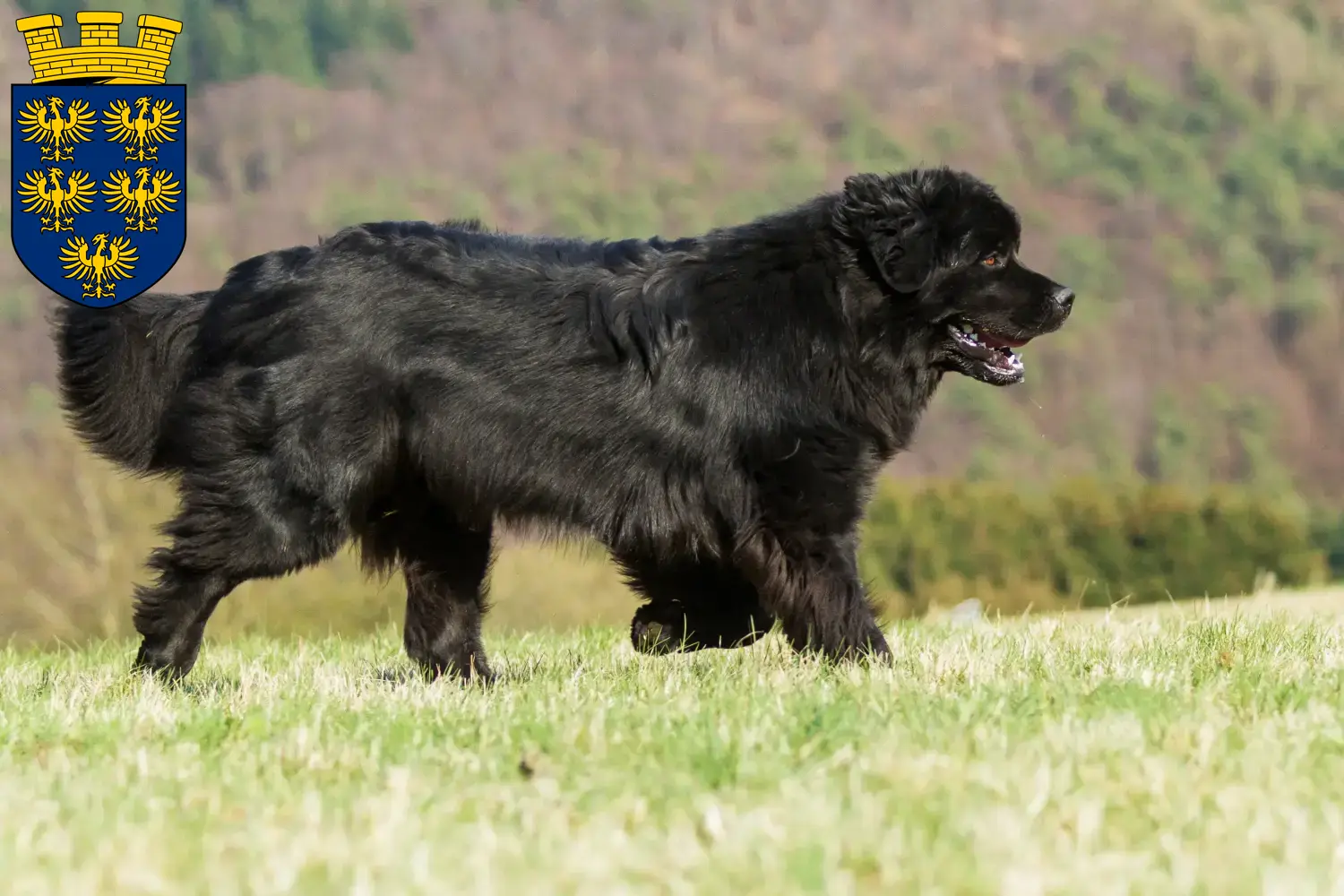 Read more about the article Newfoundland breeders and puppies in Lower Austria