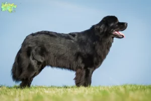 Read more about the article Newfoundland breeders and puppies in Midtjylland