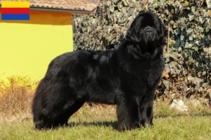 Read more about the article Newfoundland breeders and puppies in North Holland