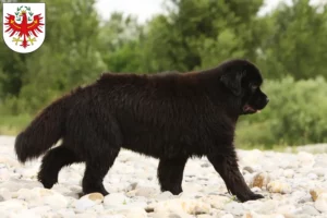 Read more about the article Newfoundland breeders and puppies in Tyrol