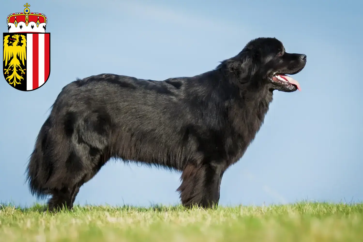 Read more about the article Newfoundland breeders and puppies in Upper Austria