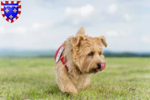 Read more about the article Norfolk Terrier breeders and puppies in Centre-Val de Loire