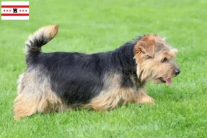 Read more about the article Norfolk Terrier breeders and puppies in Drenthe