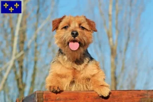 Read more about the article Norfolk Terrier breeders and puppies in Île-de-France