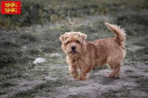 Read more about the article Norfolk Terrier breeders and puppies in Normandy