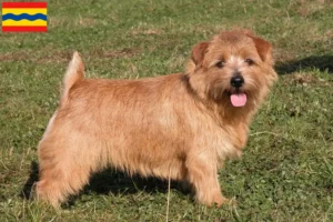 Read more about the article Norfolk Terrier breeders and puppies in Overijssel