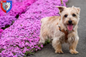 Read more about the article Norfolk Terrier breeders and puppies in Pays de la Loire