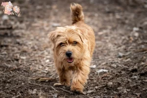 Read more about the article Norfolk Terrier breeders and puppies in Syddanmark