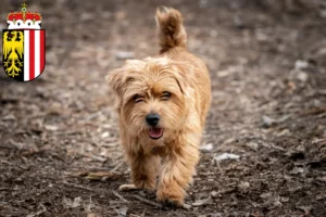 Read more about the article Norfolk Terrier breeders and puppies in Upper Austria