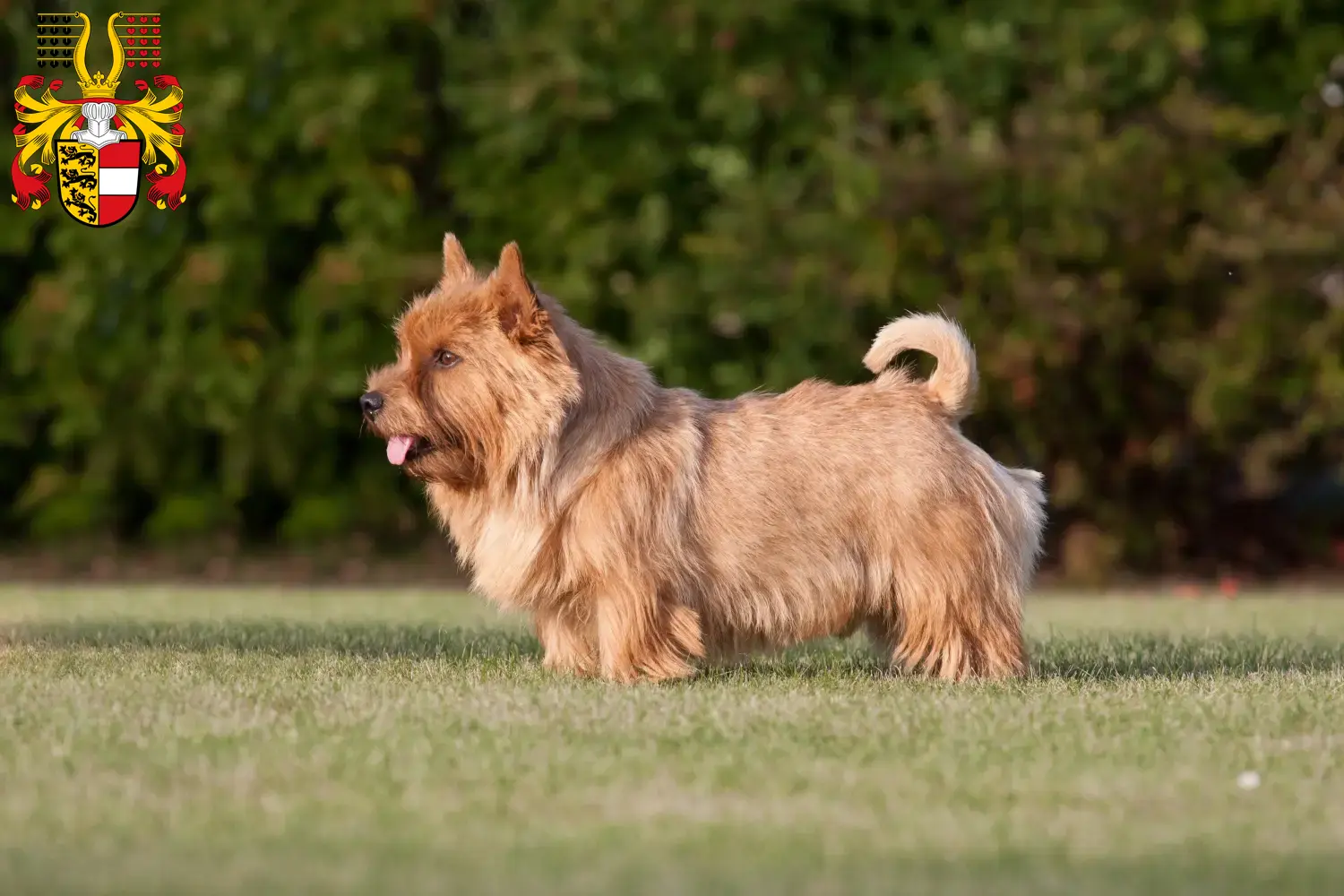 Read more about the article Norwich Terrier breeders and puppies in Carinthia