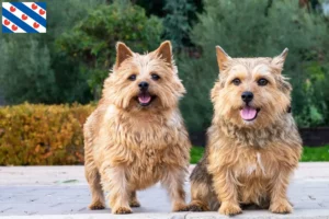 Read more about the article Norwich Terrier breeders and puppies in Friesland