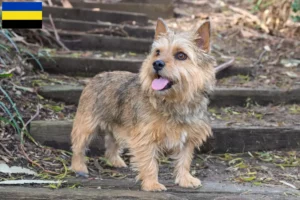 Read more about the article Norwich Terrier breeders and puppies in Gelderland