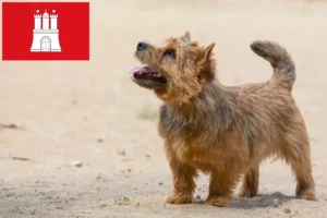 Read more about the article Norwich Terrier breeders and puppies in Hamburg