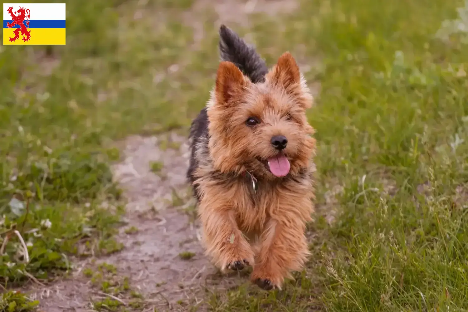 Read more about the article Norwich Terrier breeders and puppies in Limburg