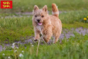 Read more about the article Norwich Terrier breeders and puppies in Normandy