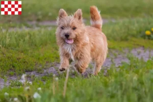 Read more about the article Norwich Terrier breeders and puppies in North Brabant