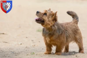 Read more about the article Norwich Terrier breeders and puppies in Pays de la Loire