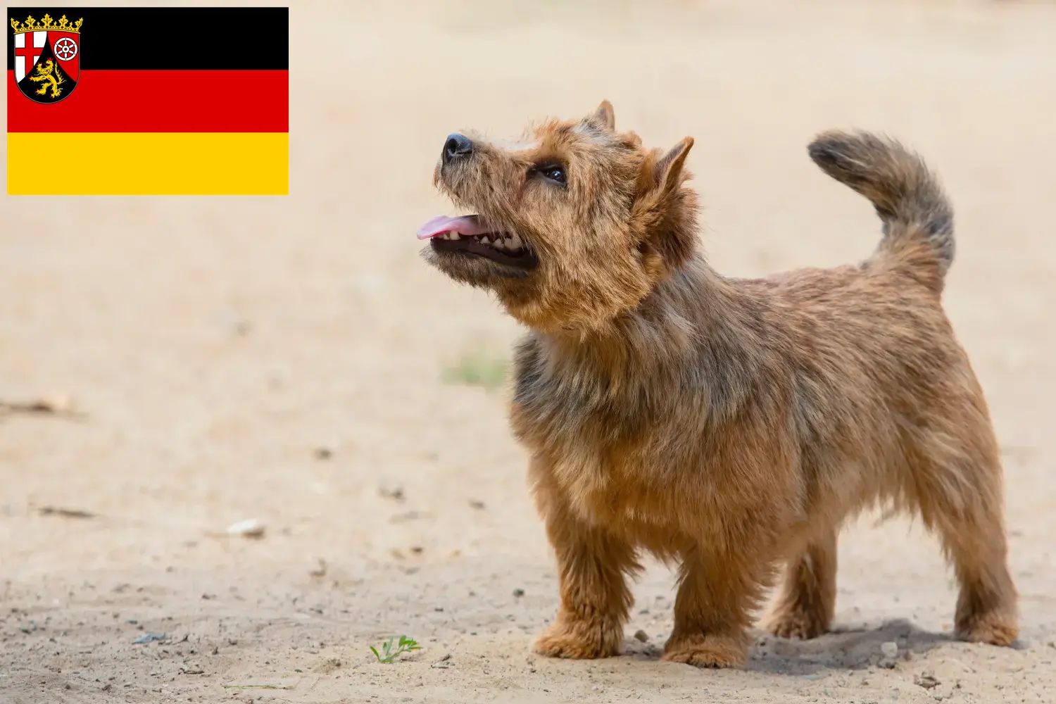 Read more about the article Norwich Terrier breeders and puppies in Rhineland-Palatinate