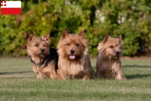 Read more about the article Norwich Terrier breeders and puppies in Utrecht