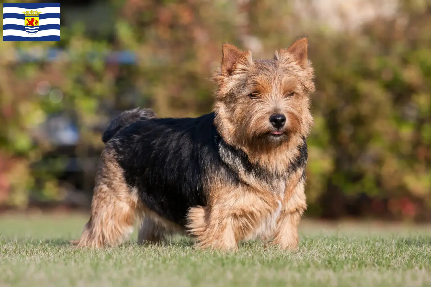 Read more about the article Norwich Terrier breeders and puppies in Zeeland