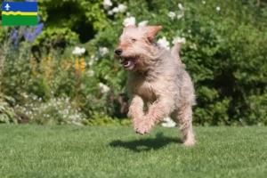 Read more about the article Otterhound breeders and puppies in Flevoland