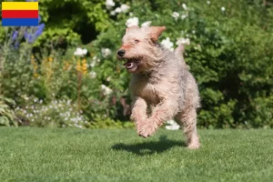 Read more about the article Otterhound breeders and puppies in North Holland