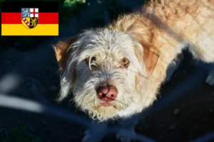 Read more about the article Otterhund breeders and puppies in Saarland