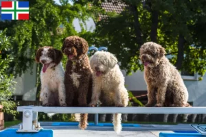 Read more about the article Perro de Agua Español breeders and puppies in Groningen