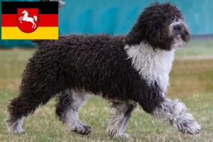 Read more about the article Perro de Agua Español breeders and puppies in Lower Saxony