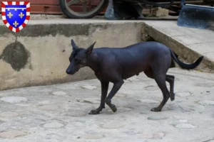 Read more about the article Peruvian Hairless Dog Breeder and Puppies in Centre-Val de Loire