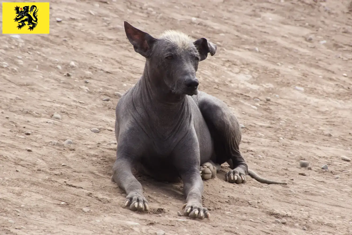 Read more about the article Peruvian Hairless Dog Breeder and Puppies in Flanders