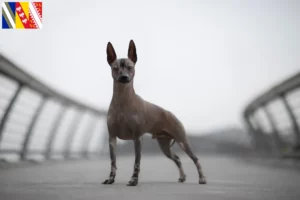 Read more about the article Peruvian Hairless Dog Breeder and Puppies in Grand Est