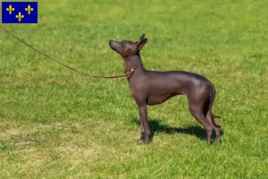 Read more about the article Peruvian Hairless Dog Breeder and Puppies in Île-de-France