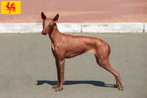 Read more about the article Peruvian Hairless Dog Breeder and Puppies in Walloon Region