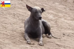 Read more about the article Peruvian Hairless Dog Breeder and Puppies in Limburg