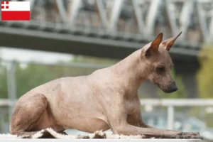 Read more about the article Peruvian Hairless Dog Breeder and Puppies in Utrecht