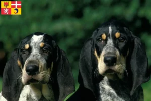 Read more about the article Petit Bleu de Gascogne breeders and puppies in Auvergne-Rhône-Alpes