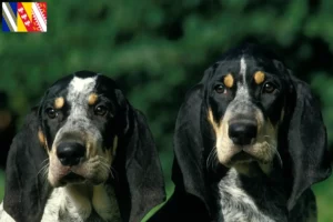 Read more about the article Petit Bleu de Gascogne breeders and puppies in Grand Est