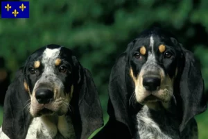 Read more about the article Petit Bleu de Gascogne breeders and puppies in Île-de-France