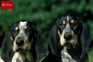 Read more about the article Petit Bleu de Gascogne breeders and puppies in Occitania